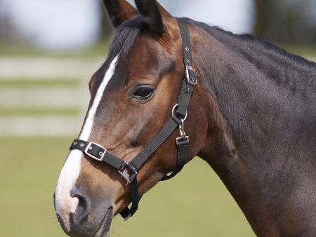 Bitz Everyday Adjustable Headcollar Black Pony Hot on Sale