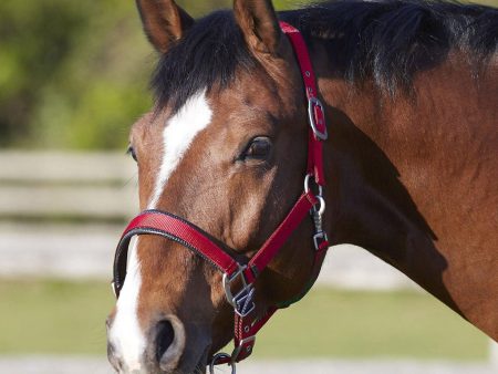 Bitz Deluxe Padded Headcollar Red Full Online