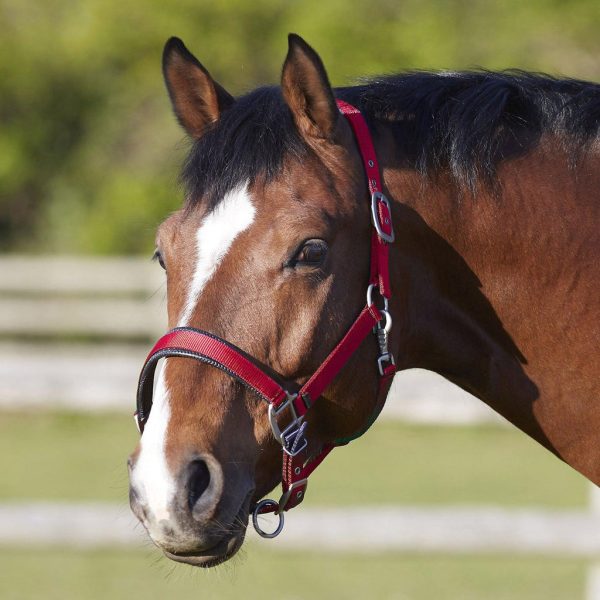 Bitz Deluxe Padded Headcollar Red Full Online