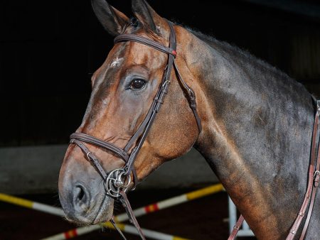 Whitaker Ready To Ride Flash Bridle Pony Havana Supply