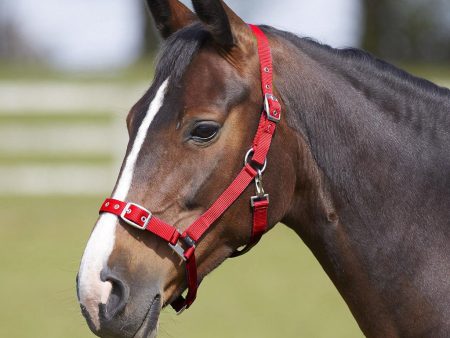 Bitz Everyday Adjustable Headcollar Red Pony Cheap