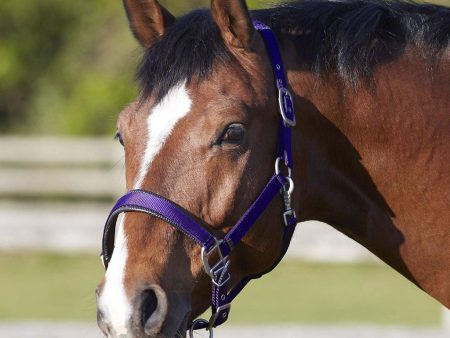 Bitz Deluxe Padded Headcollar Purple Pony Fashion