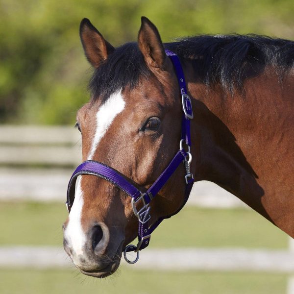 Bitz Deluxe Padded Headcollar Purple Pony Fashion