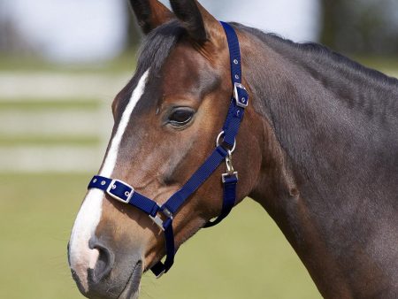 Bitz Everyday Adjustable Headcollar Navy Pony Cheap