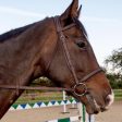 Whitaker Ready To Ride Snaffle Bridle Pony Havana For Sale