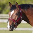 Bitz Deluxe Padded Headcollar Red Cob Fashion