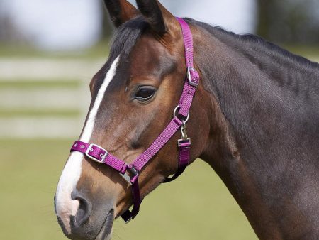 Bitz Everyday Adjustable Headcollar Pink Pony Supply