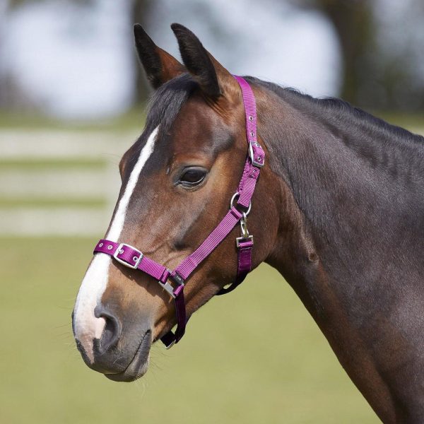 Bitz Everyday Adjustable Headcollar Pink Pony Supply