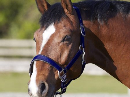 Bitz Deluxe Padded Headcollar Navy Pony on Sale