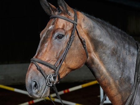 Whitaker Ready To Ride Flash Bridle Pony Black For Sale