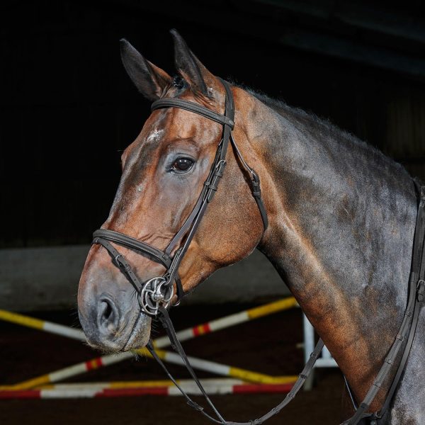 Whitaker Ready To Ride Flash Bridle Pony Black For Sale