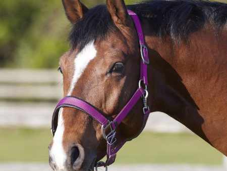 Bitz Deluxe Padded Headcollar Pink Full Online now