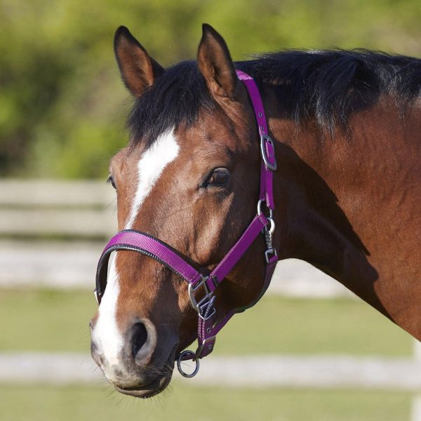 Bitz Deluxe Padded Headcollar Pink Full Online now