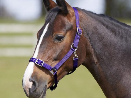 Bitz Everyday Adjustable Headcollar Purple Pony on Sale