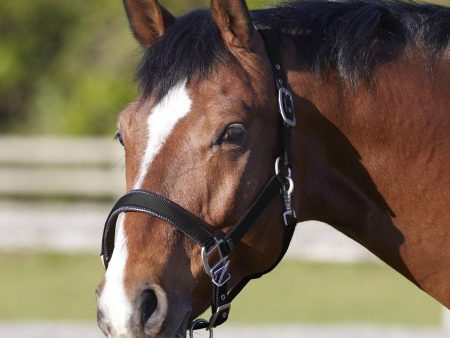 Bitz Deluxe Padded Headcollar Black Pony For Sale