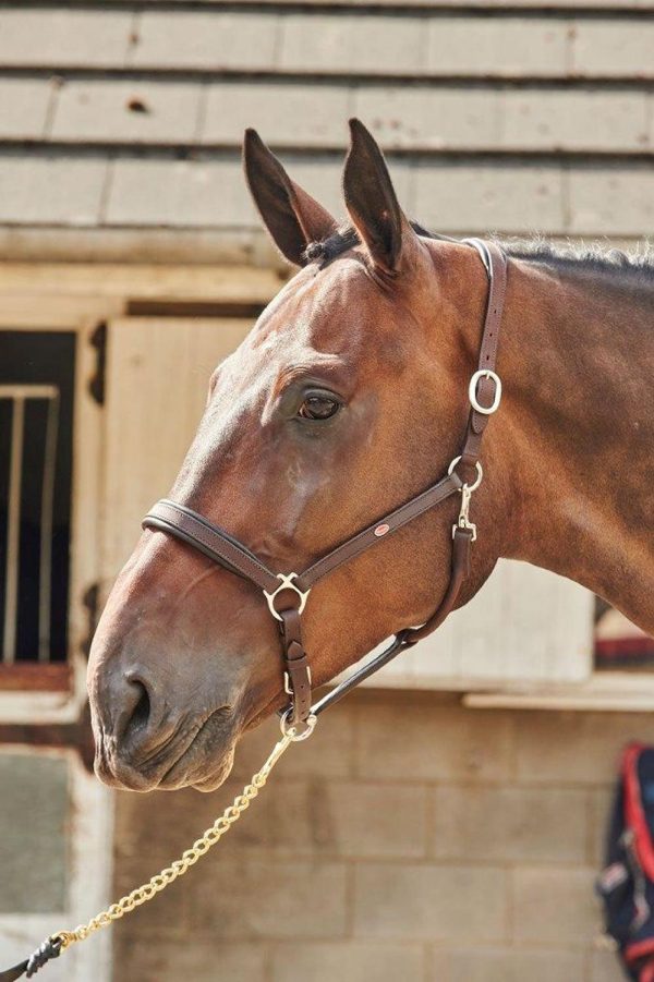 Whitaker Ready To Ride Leather Headcollar Havana Full For Cheap