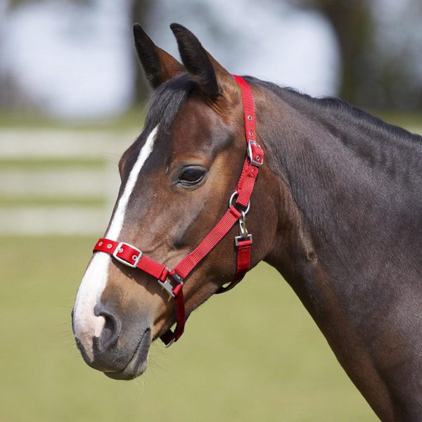 Bitz Everyday Adjustable Headcollar Red Cob For Discount