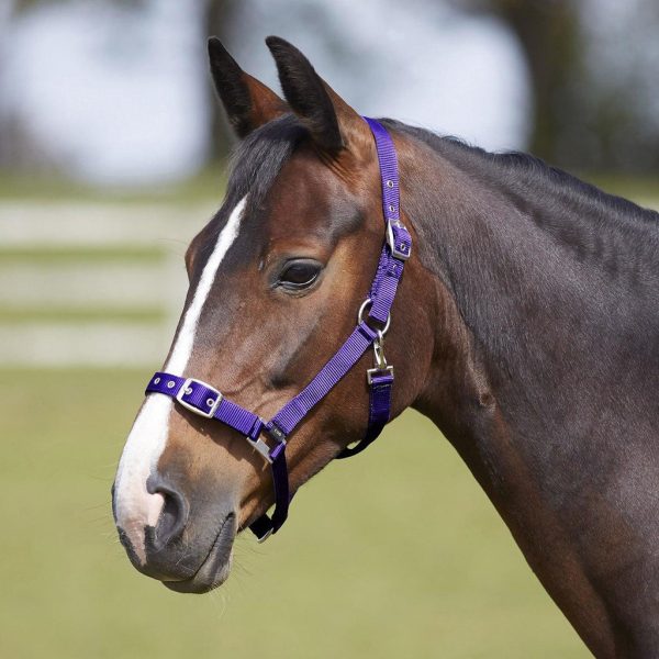 Bitz Everyday Adjustable Headcollar Purple Cob Online