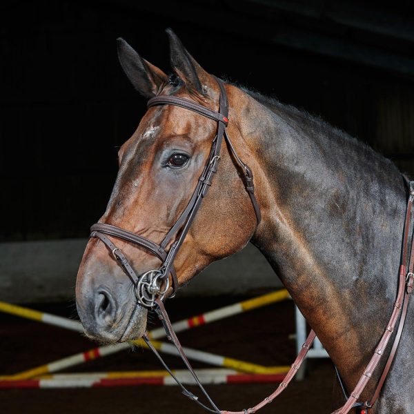 Whitaker Ready To Ride Flash Bridle Cob Havana For Cheap