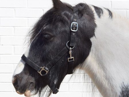 Bitz Economy Headcollar Black Full For Cheap